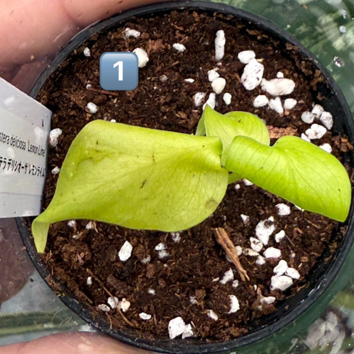 60%OFF【希少/選抜】モンステラ　デリシオーサ 'レモンライム'