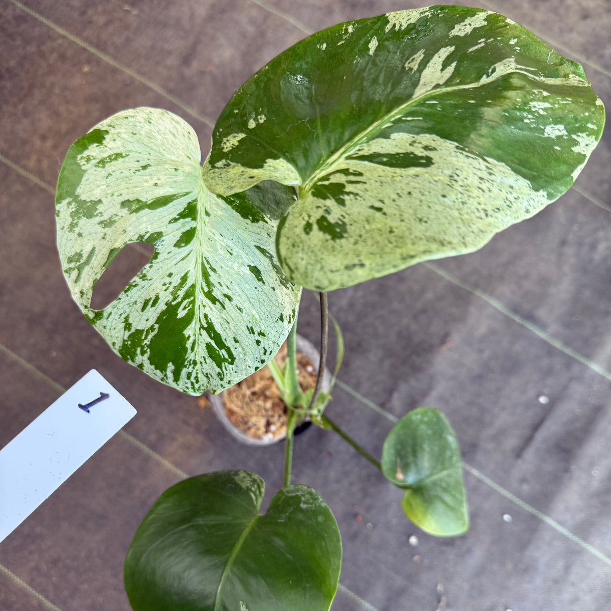 【厳選2株追加】モンステラ・デリシオーサ 'ベトシオーサ'