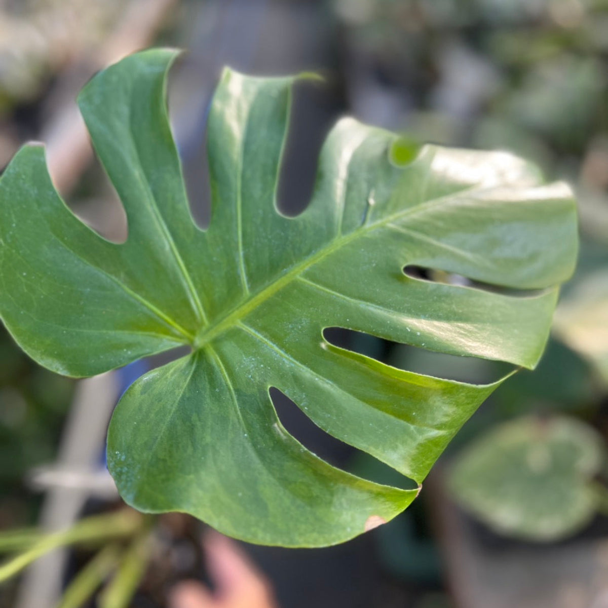 選抜株】モンステラ デリシオーサ 'グリーンオングリーン抹茶 斑入り