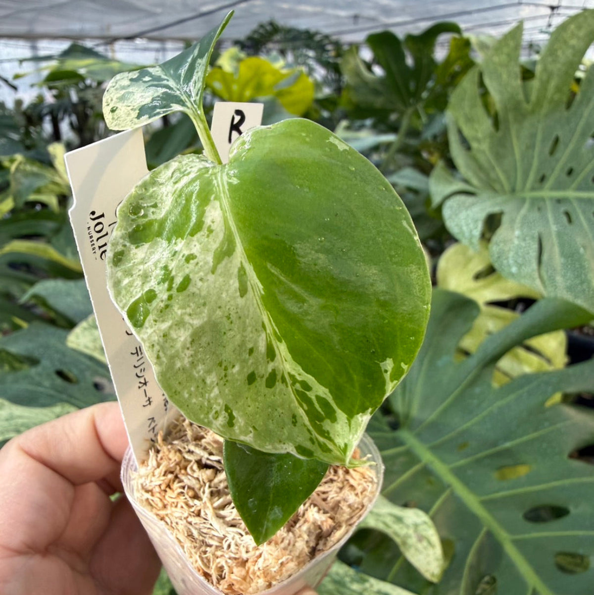 【コレクション】モンステラ・デリシオーサ 'ベトシオーサ'2号サイズ