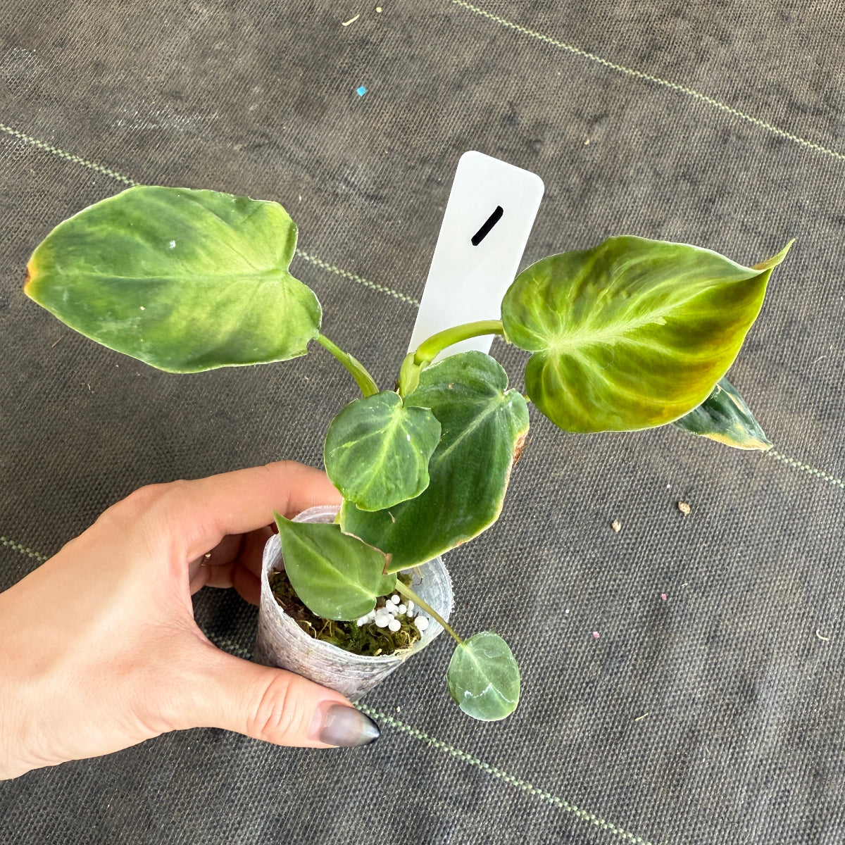 発売再開】フィロデンドロン アマゾンサンセット 2号サイズ – RARE