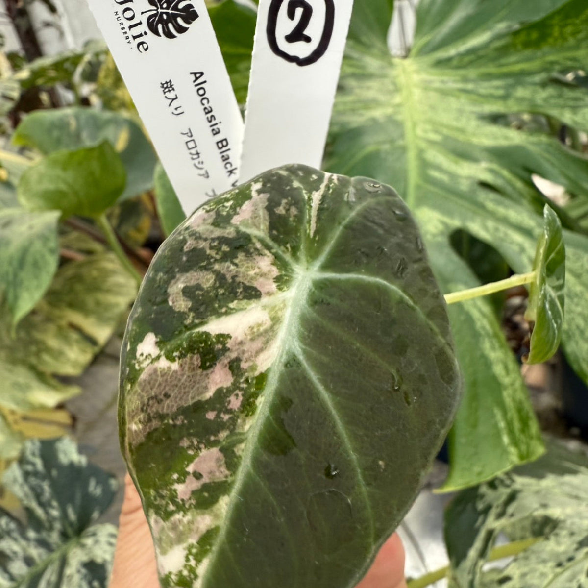 セール】アロカシア・レギヌラ 'ブラックベルベット' ピンク斑入り 2号