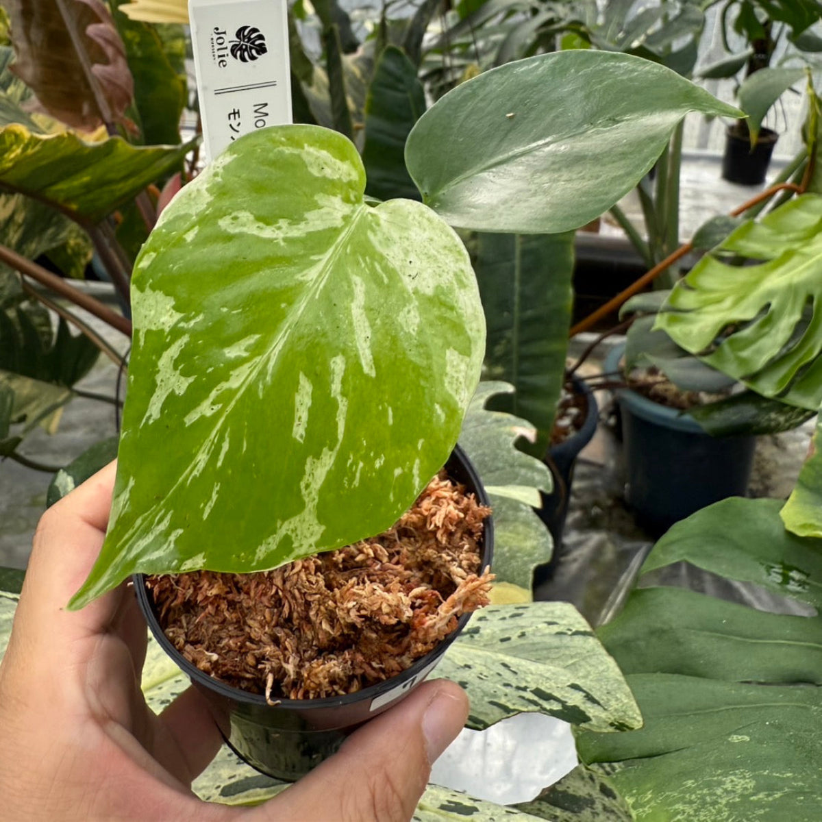 コレクション】モンステラ・デリシオーサ 'ベトシオーサ' TC苗順