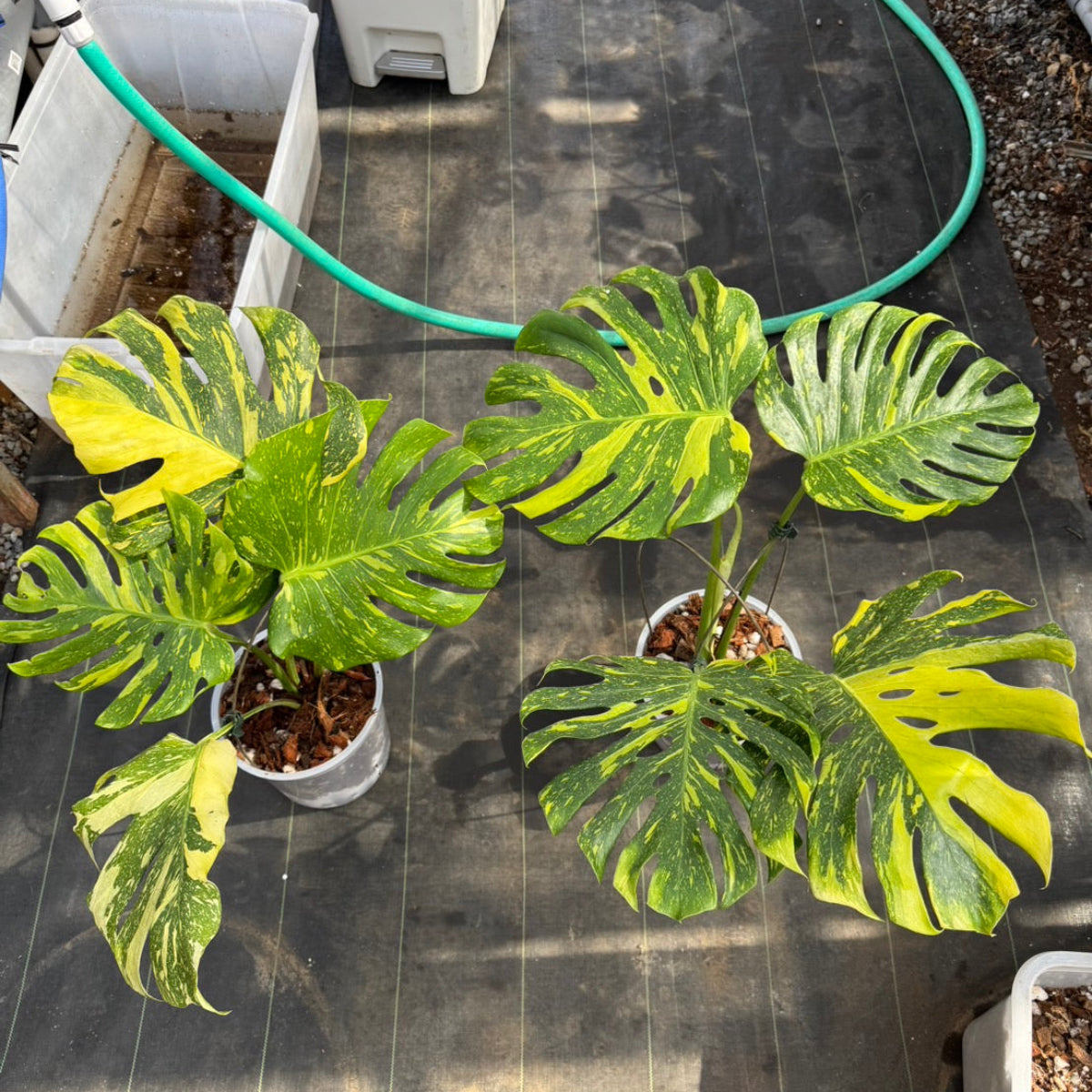 数量限定】モンステラ デリシオーサ 'エレクトロライト' TC順化