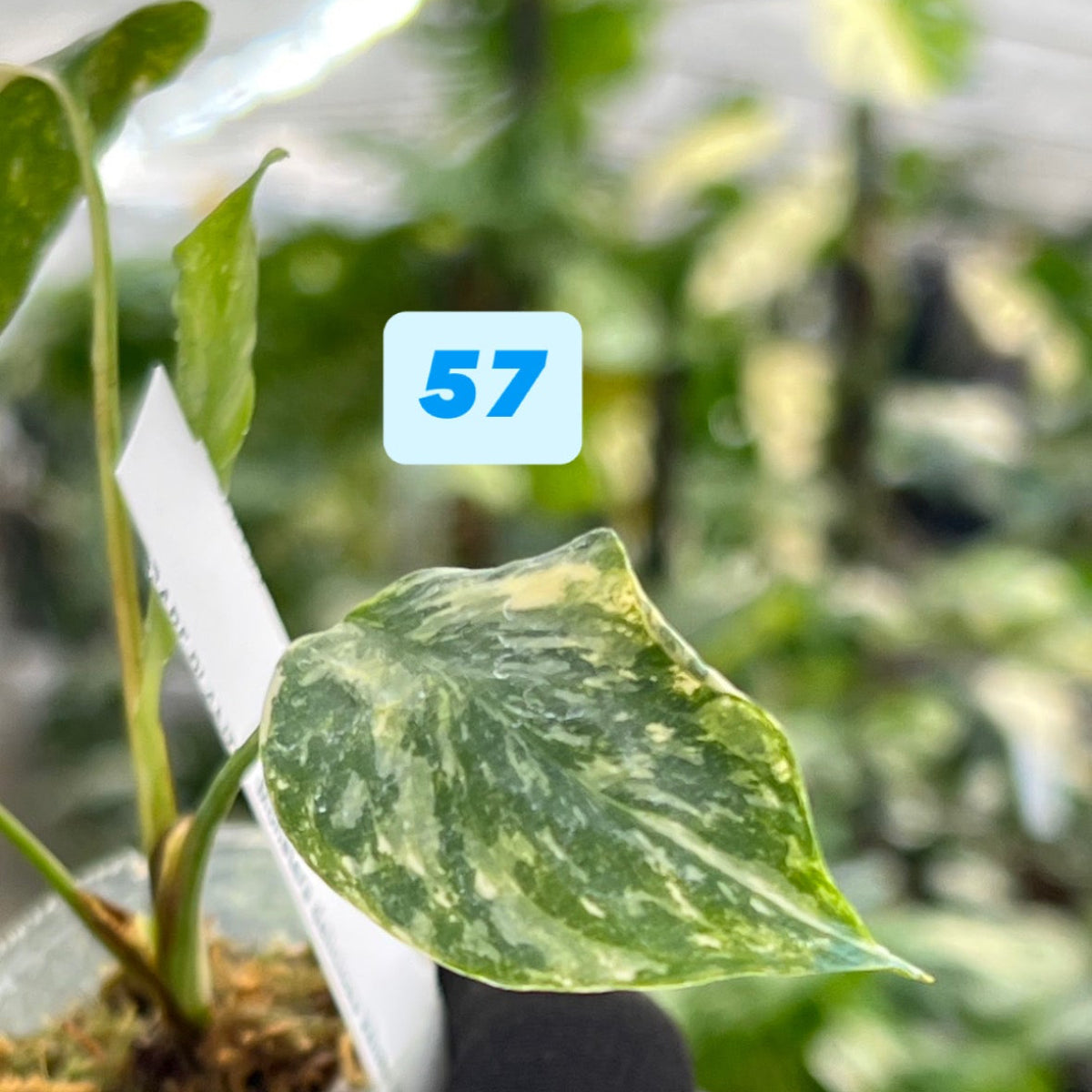 【シロウト園芸選抜株/2号サイズ】モンステラ・デリシオーサ　'タイコンステレーション'