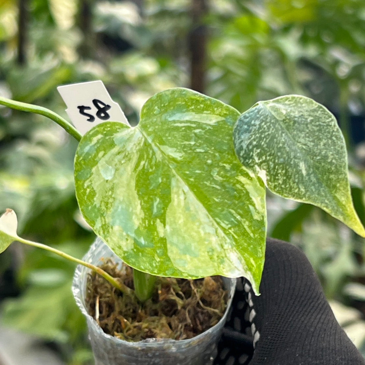 【シロウト園芸選抜株/2号サイズ】モンステラ・デリシオーサ　'タイコンステレーション'