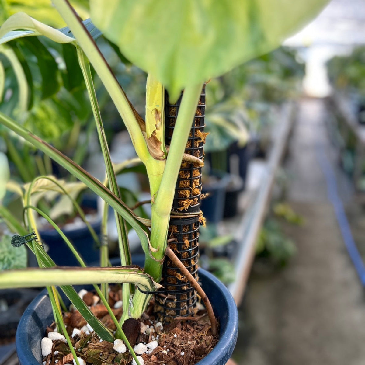 【コレクション】モンステラ  デリシオーサ　'ミント ブラジリアンフォーム'