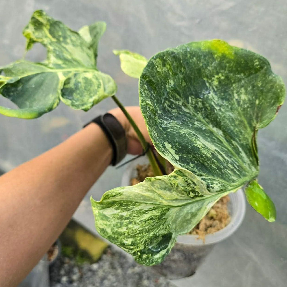 全植物一覧 – Page 3 – RARE PLANTS JAPAN (レアプランツジャパン)