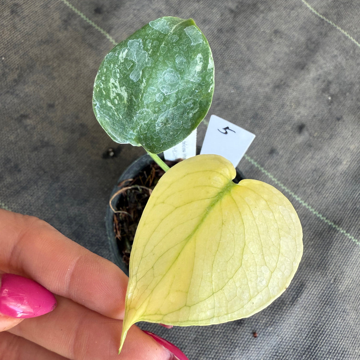 スペシャルセール【選抜】モンステラ　デリシオーサ 'ホワイトモンスター' 3.5号