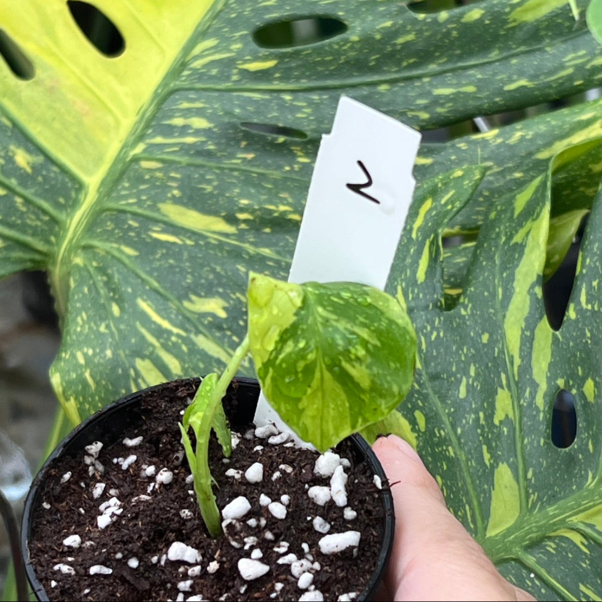 数量限定】モンステラ デリシオーサ 'エレクトロライト' TC順化