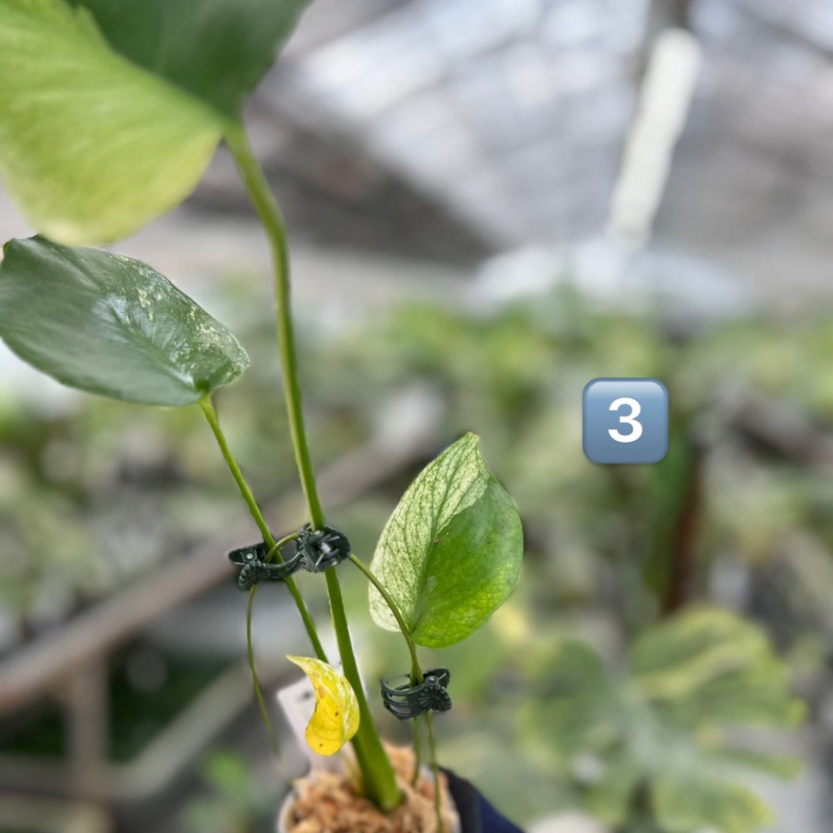 【選択可能】【コレクション】モンステラ　デリシオーサ 'ミント トリカラー' 3号サイズ