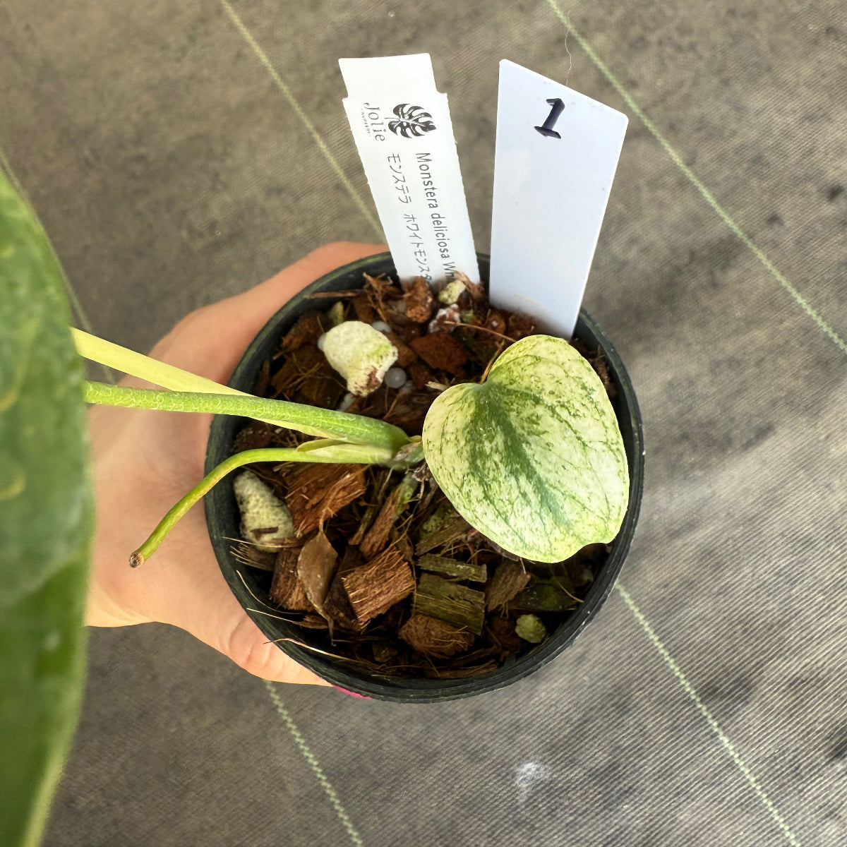 スペシャルセール【選抜】モンステラ　デリシオーサ 'ホワイトモンスター' 3.5号