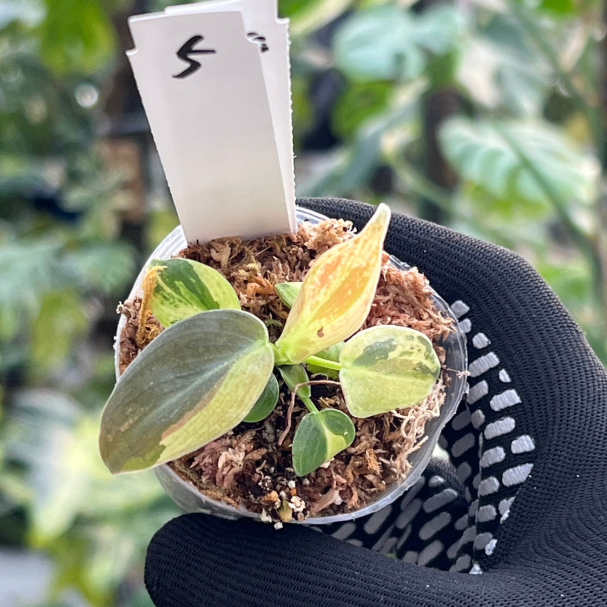 【新入荷】フィロデンドロン・メラノクリサム  斑入り　2号サイズ