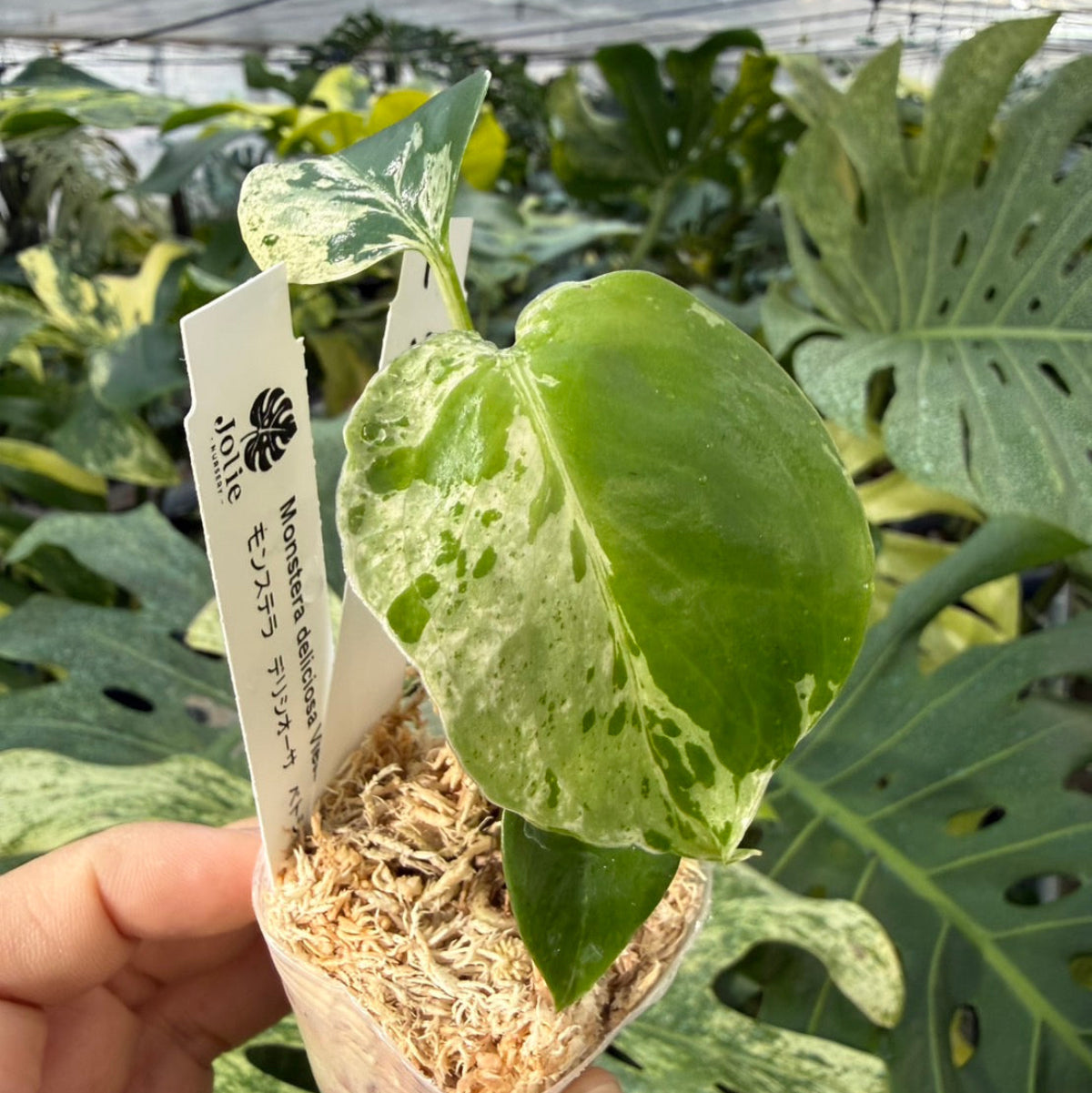 【コレクション】モンステラ・デリシオーサ 'ベトシオーサ'2号サイズ