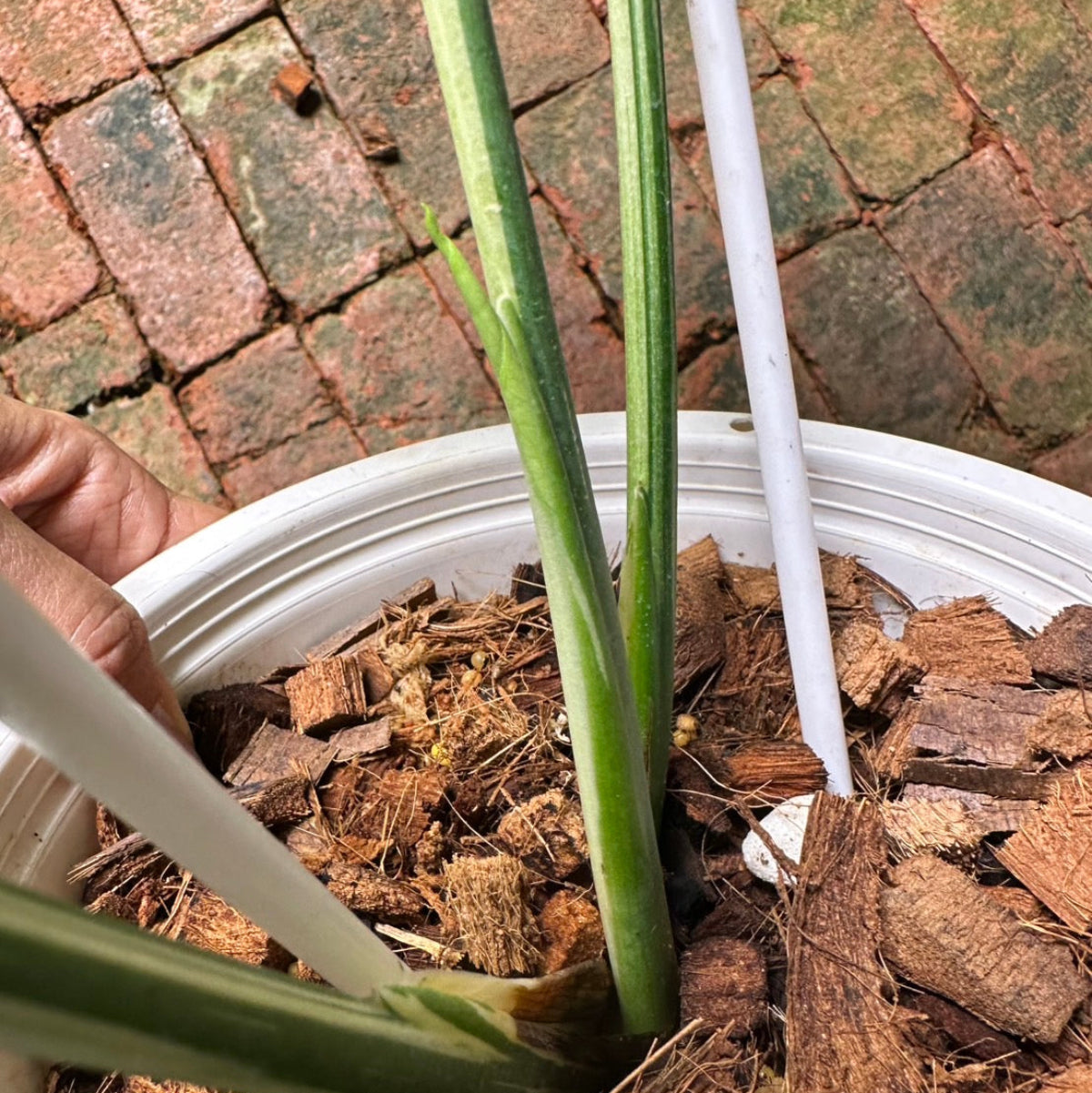 【Live販売】 76番　モンステラ・デリシオーサ 'ホワイトティア'