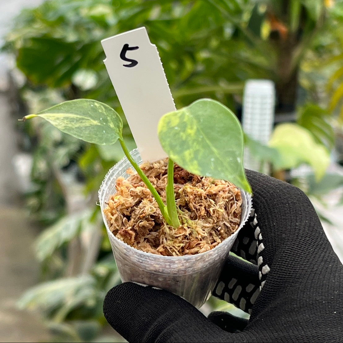 モンステラ・デリシオーサ 'イエローマリリン' 2号 TC株 順化済み