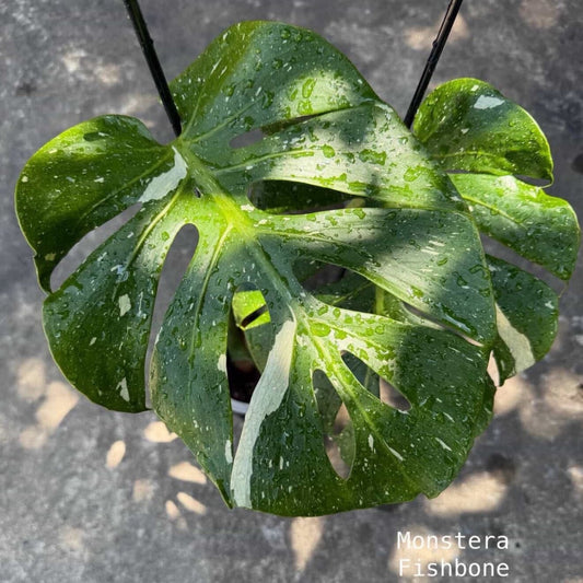 【Live販売】 15番　モンステラ・デリシオーサ　'フィッシュボーン'