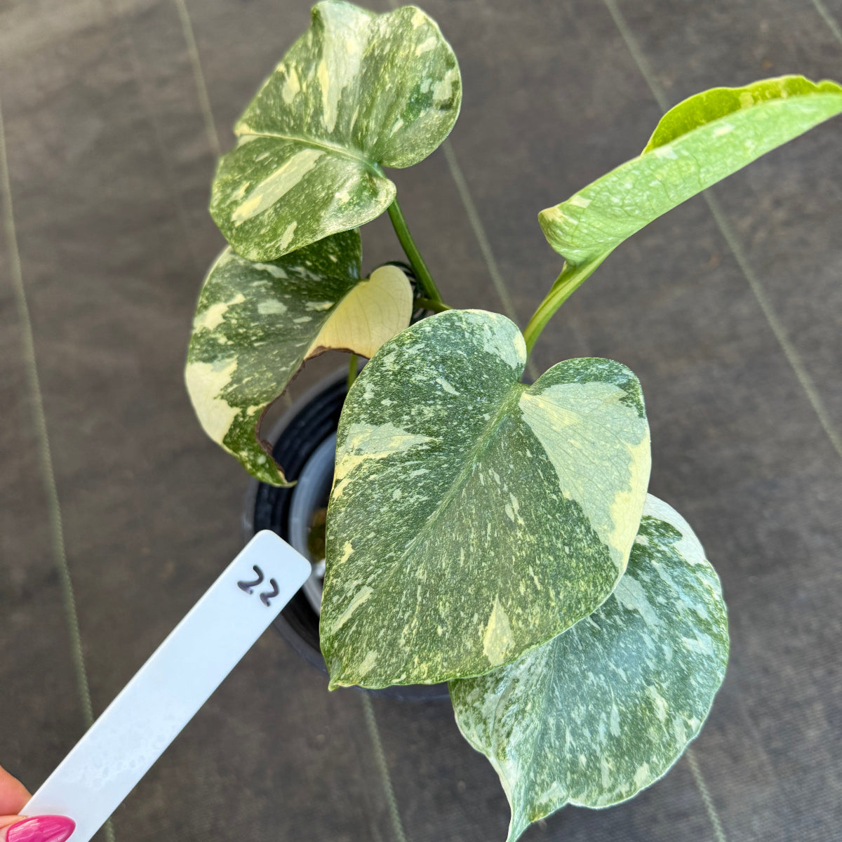 【希少/選抜】モンステラ デリシオーサ  'レガシー' 発根確認済