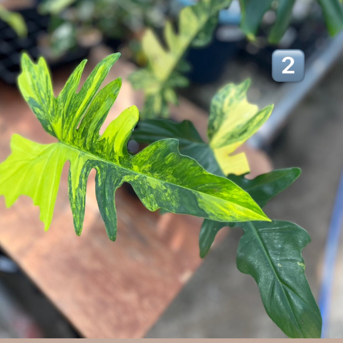 【希少/コレクション】フィロデンドロン 'キティナ'（フロリダビューティー✖️マヨイ）