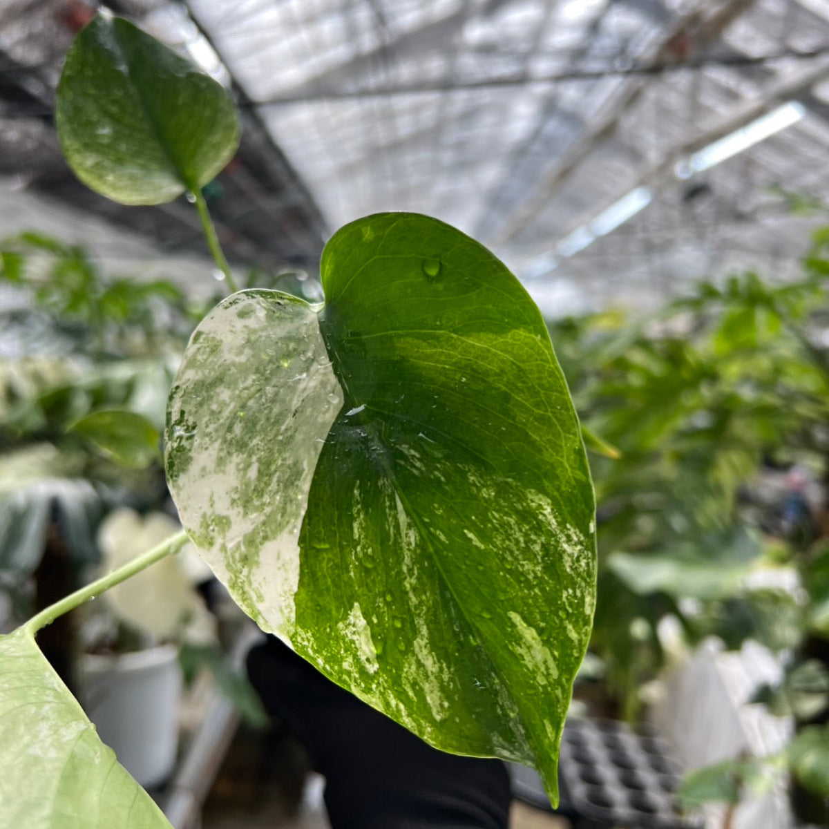 【選択可能】【コレクション】モンステラ　デリシオーサ 'ミント トリカラー' 3号サイズ