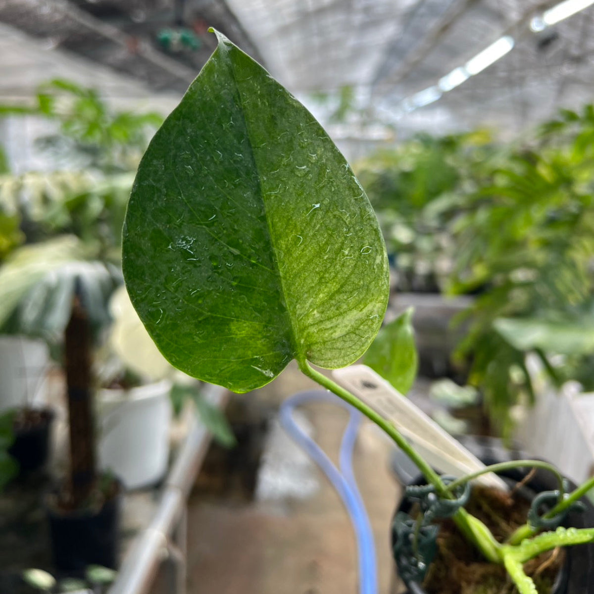 【選択可能】【コレクション】モンステラ　デリシオーサ 'ミント トリカラー' 3号サイズ