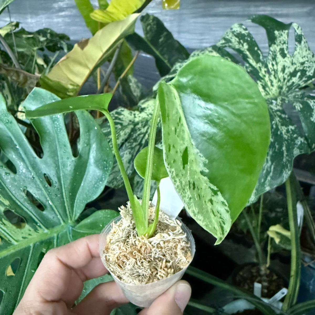 【選抜/コレクション】モンステラ・デリシオーサ 'ベトシオーサ'2号サイズ