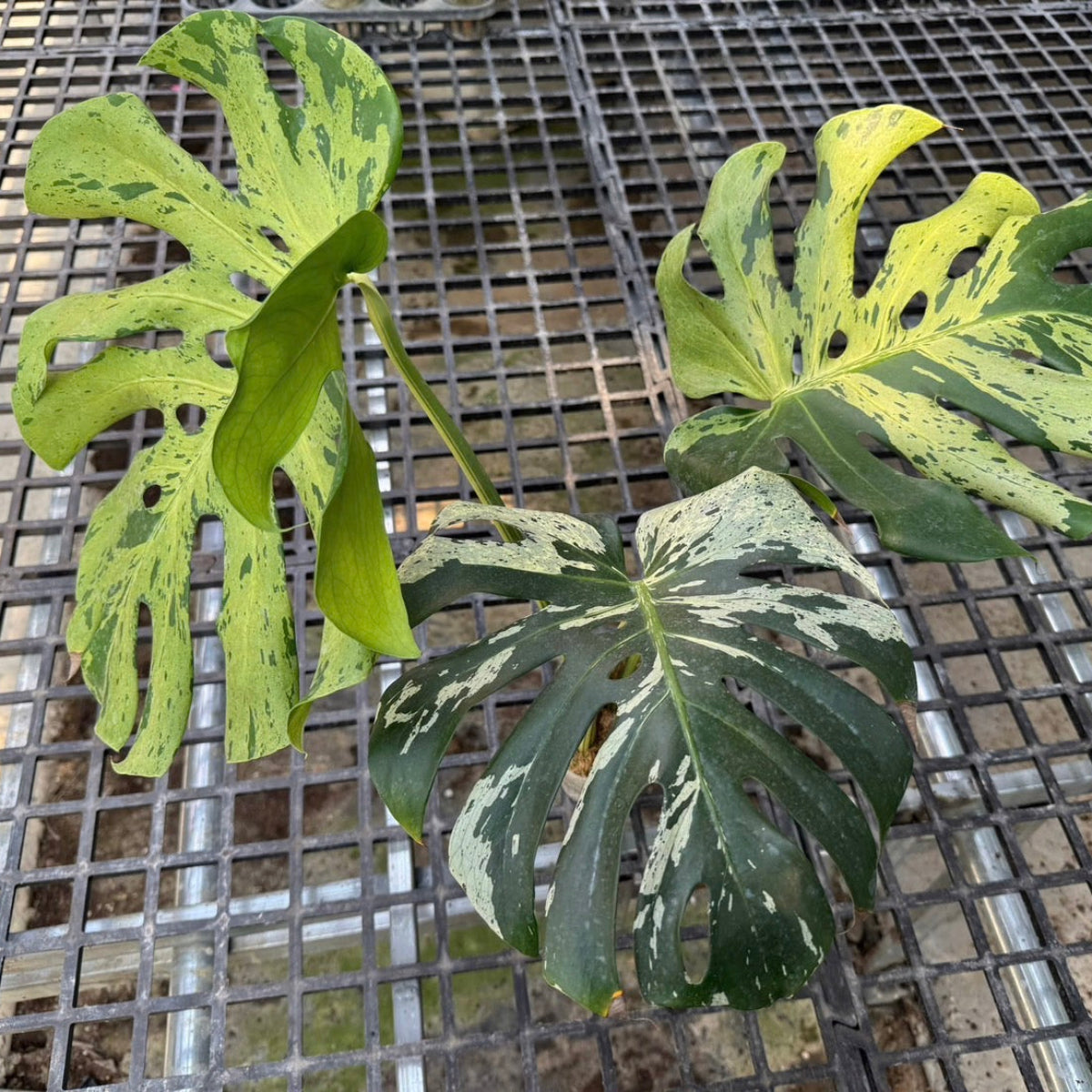 【３日間限定受付/予約販売】モンステラ・デリシオーサ 'ベトシオーサ'