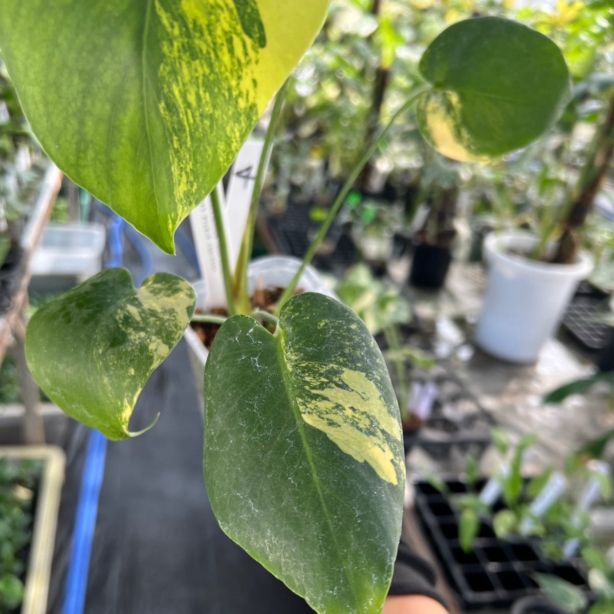 【選抜株/3号サイズ】モンステラ・デリシオーサ 'イエローマリリン' 親株候補