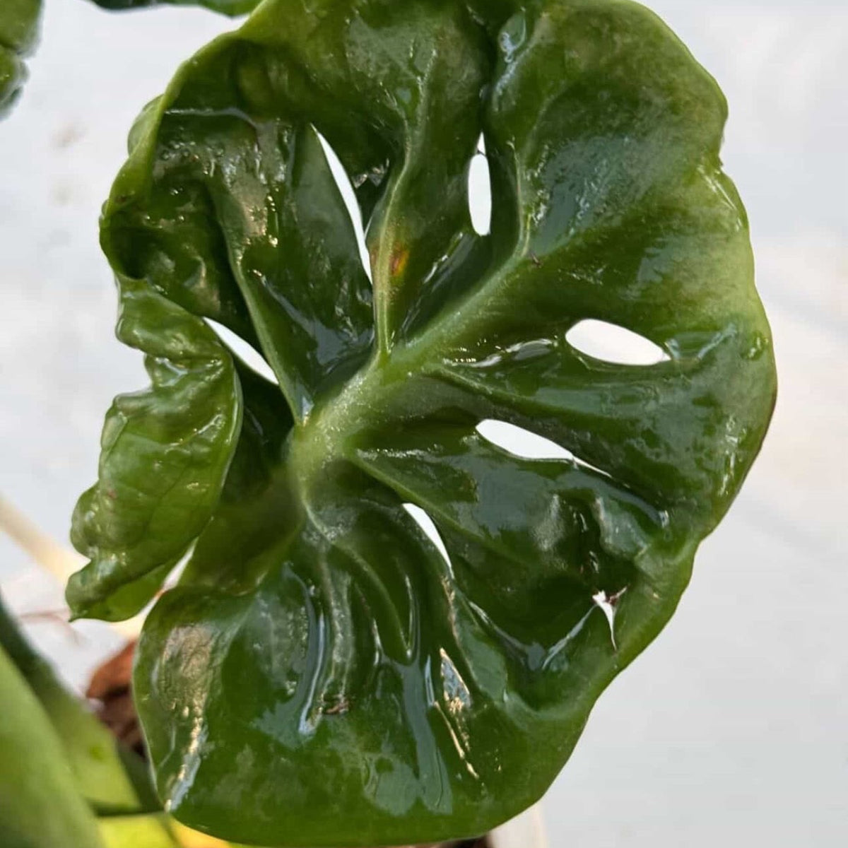【Live販売】 8番モンステラ・デリシオーサ　'カッバージ'