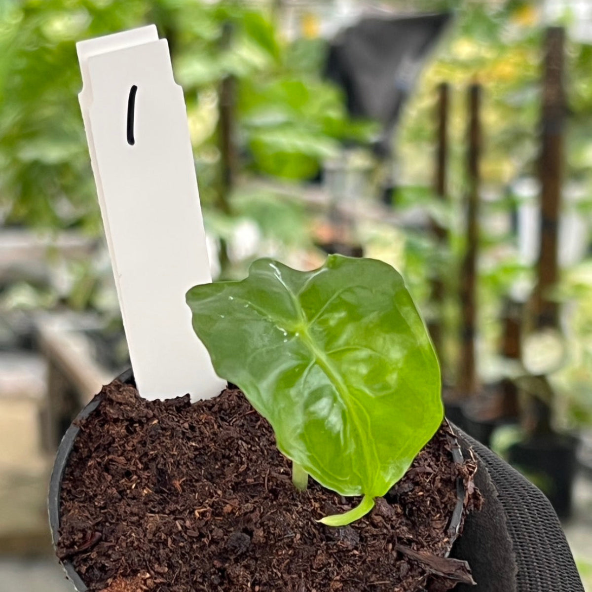 葦*様 アロカシア ベノム　ヴェノム アロカシア ベノム | GREEN LUCK