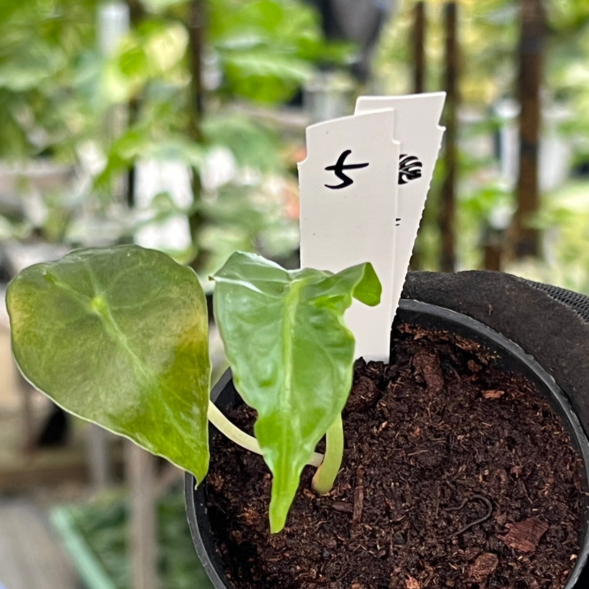 ラスト一株 アロカシア ベノム メイソン株 ラスト一株 アロカシア ベノム メイソン株