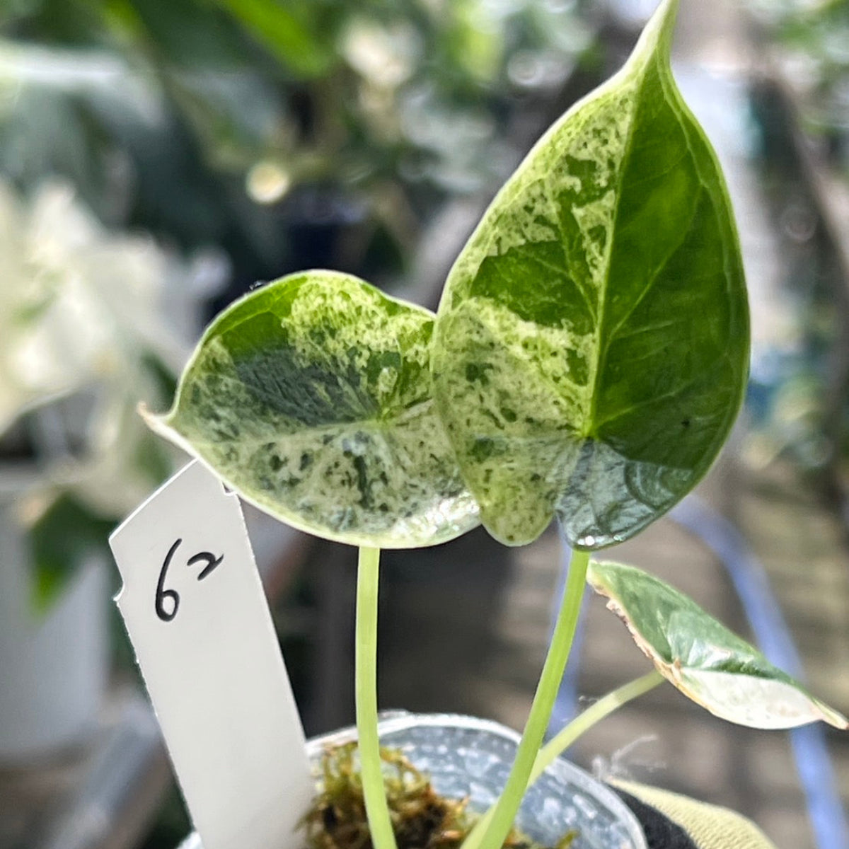 シロウト園芸選抜】【希少】アロカシア 'ドラゴンスケール