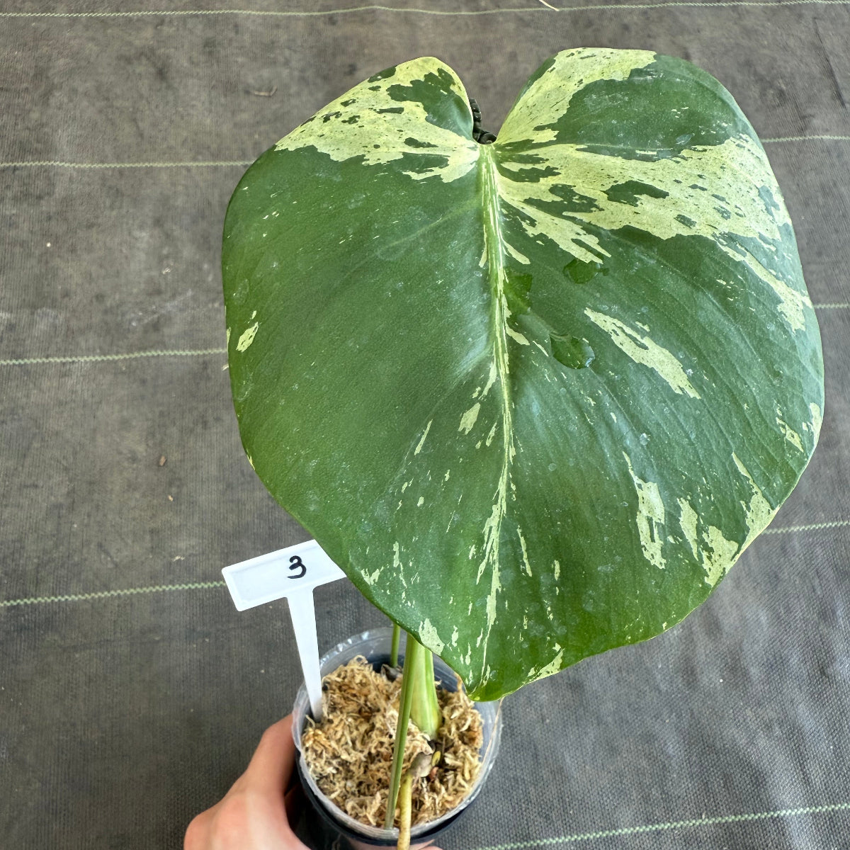 【ウィンターセール】モンステラ・デリシオーサ 'ベトシオーサ'