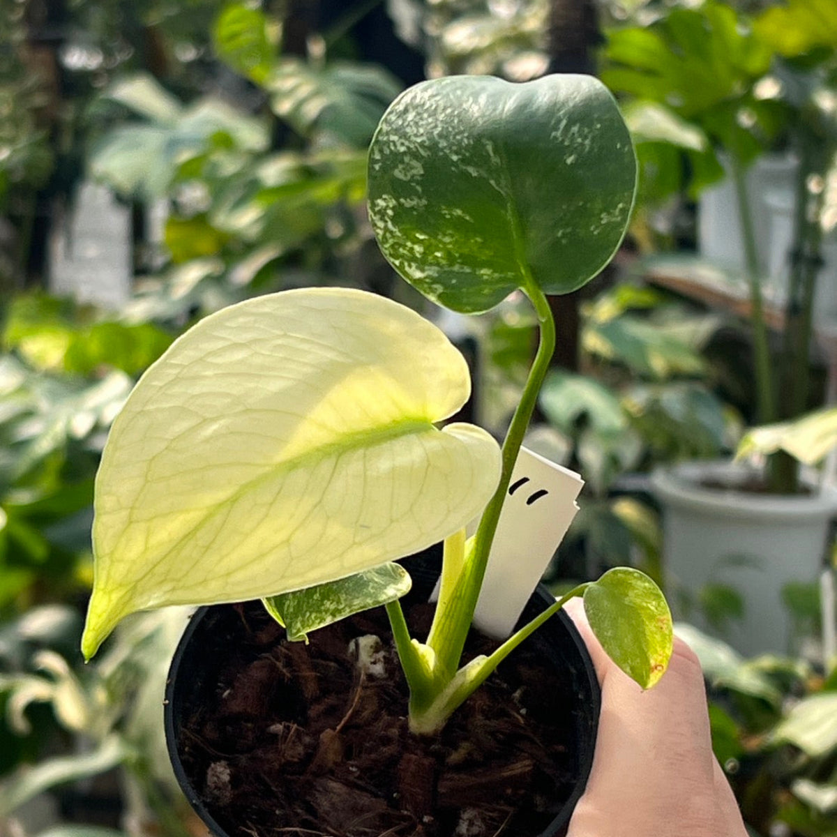 50%OFF【選抜】モンステラ　デリシオーサ 'ホワイトモンスター'