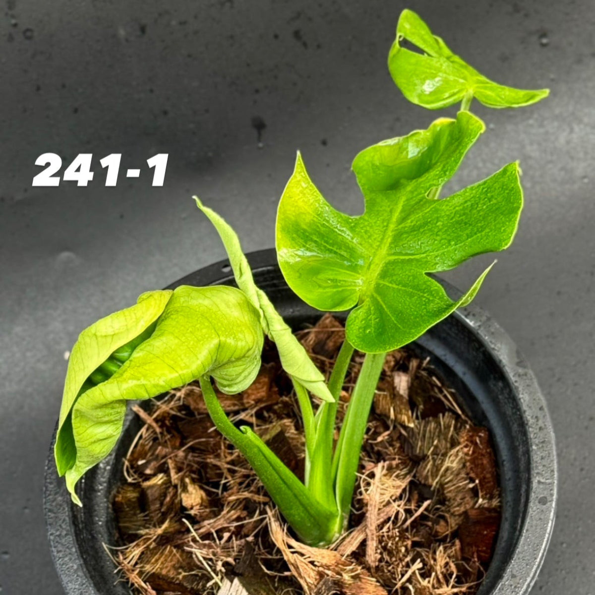 モンステラ Monstera – Page 4 – RARE PLANTS JAPAN (レアプランツ