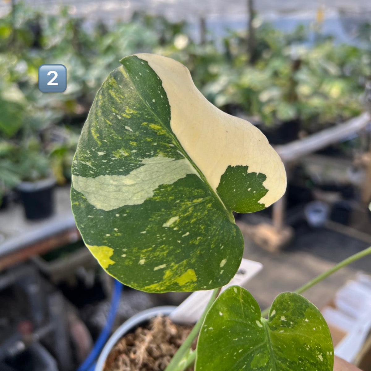 限定発売】モンステラ デリシオーサ 'タイコンステレーション ミラクル