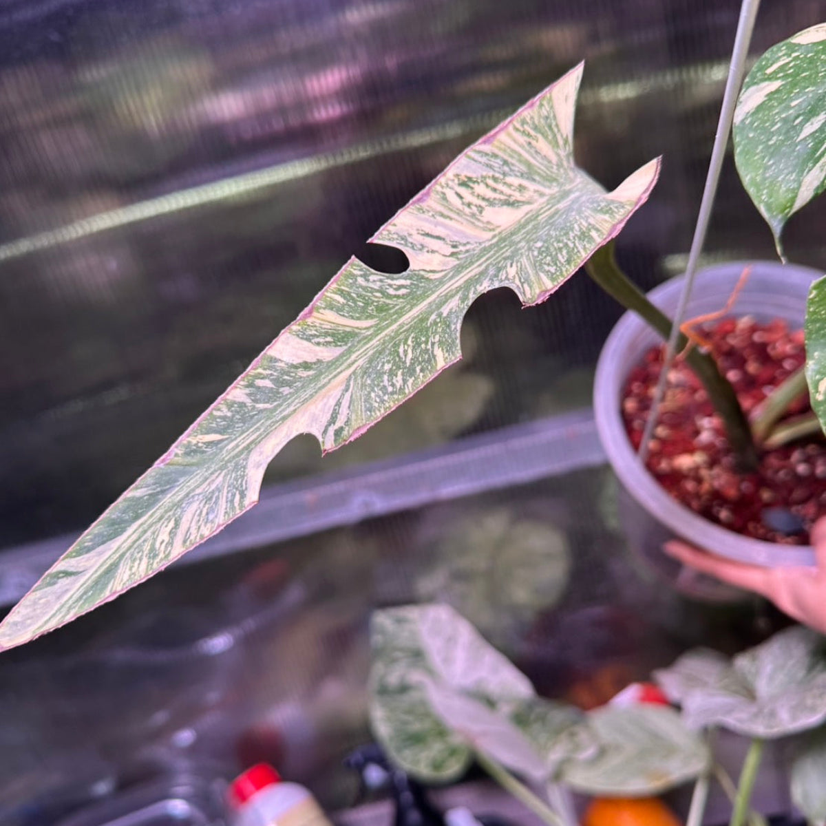 【Live販売】4番　モンステラ・デリシオーサ　'イエロースター'