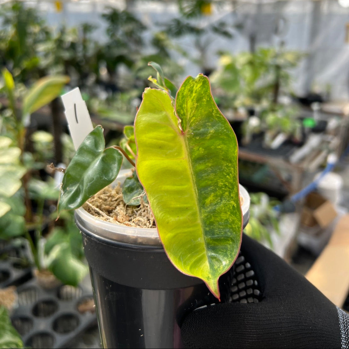 レア】フィロデンドロン ビレッティア 斑入り コレクション