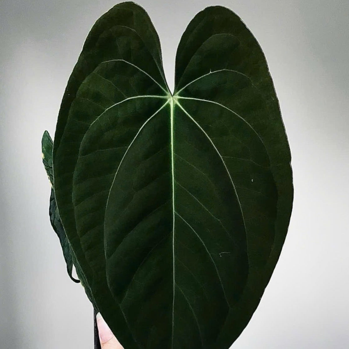 アンスリウム Anthurium ‘Dark Phoenix’