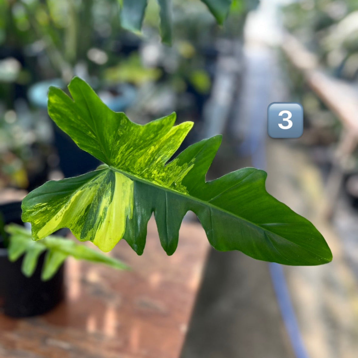 【希少/コレクション】フィロデンドロン 'キティナ'（フロリダビューティー✖️マヨイ）