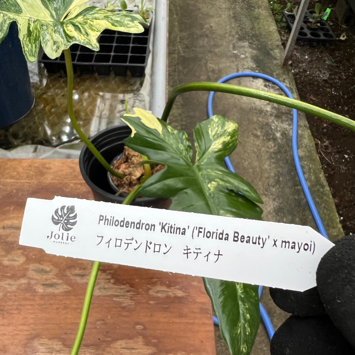 希少/コレクション】新種 フィロデンドロン 'キティナ