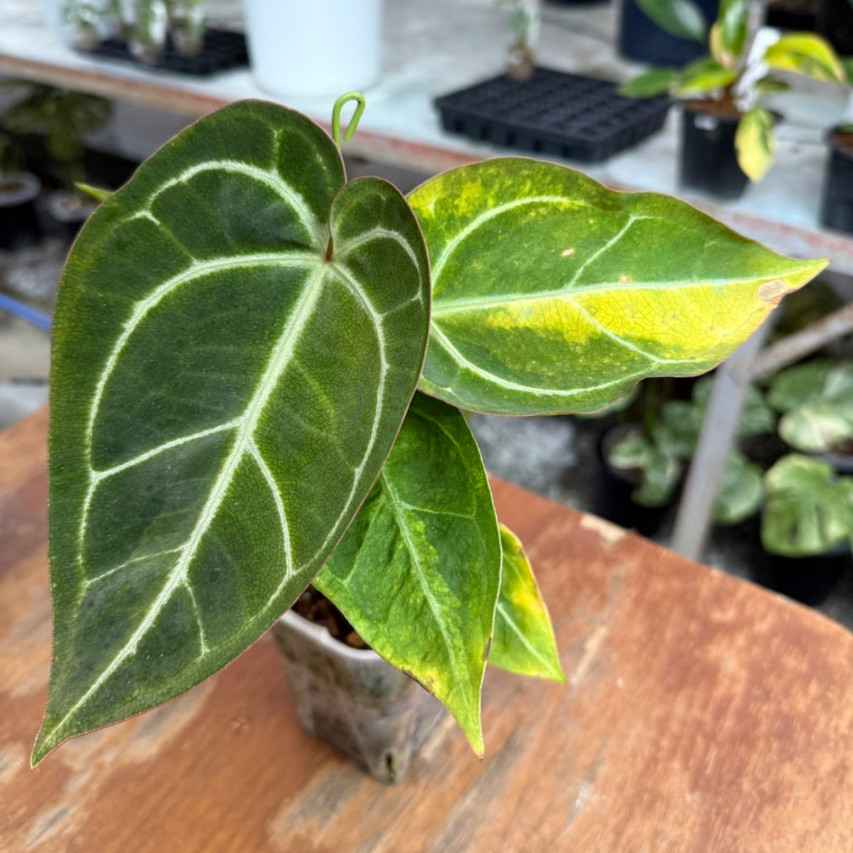 【クリスマスセール】アンスリウム'ミシェル'× 'クリスタルシルバー' バリエガータ (斑入り)