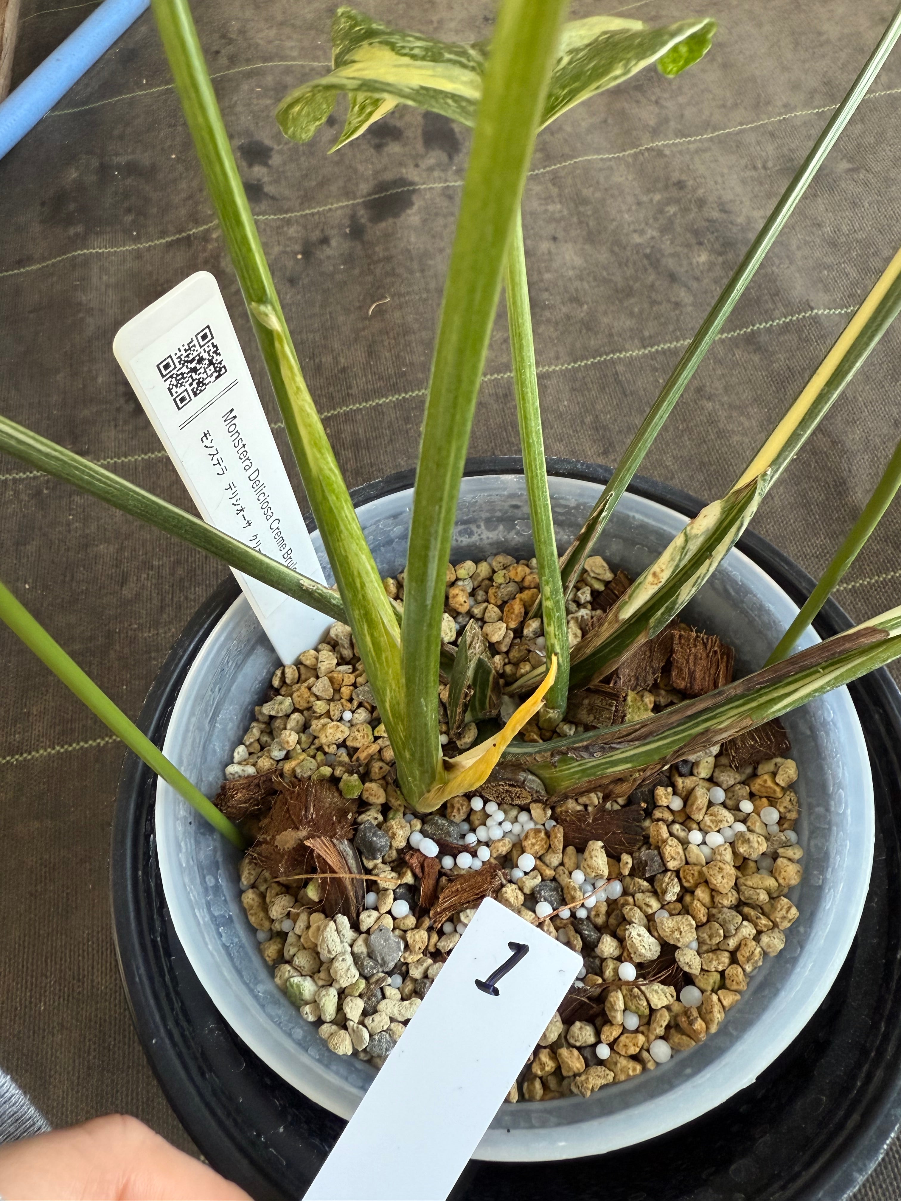 モンステラ　デリシオーサ　タイコンステレーション　クリームブリュレ 組織培養】モンステラ・デリシオーサ 'タイコンステレーション