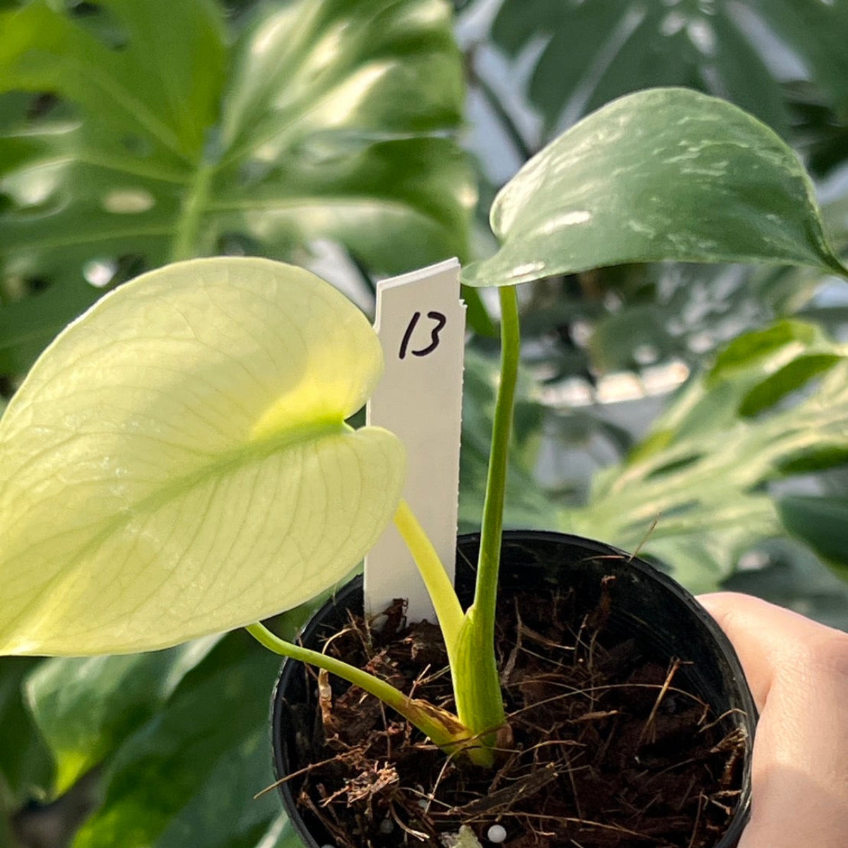 50%OFF【選抜】モンステラ　デリシオーサ 'ホワイトモンスター'