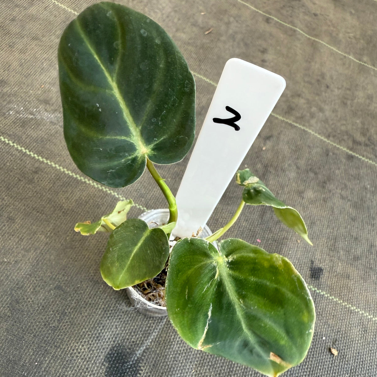 【発売再開】フィロデンドロン　アマゾンサンセット　2号サイズ