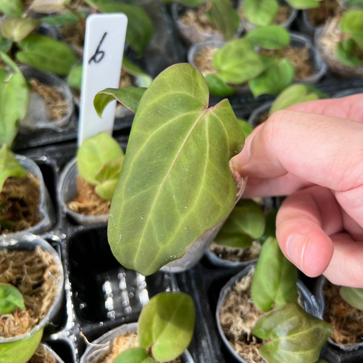 アンスリウムAnthurium （(besseae × debilis) × (‘Dreamweaver’ × papillilaminum ‘Ree Garden’)