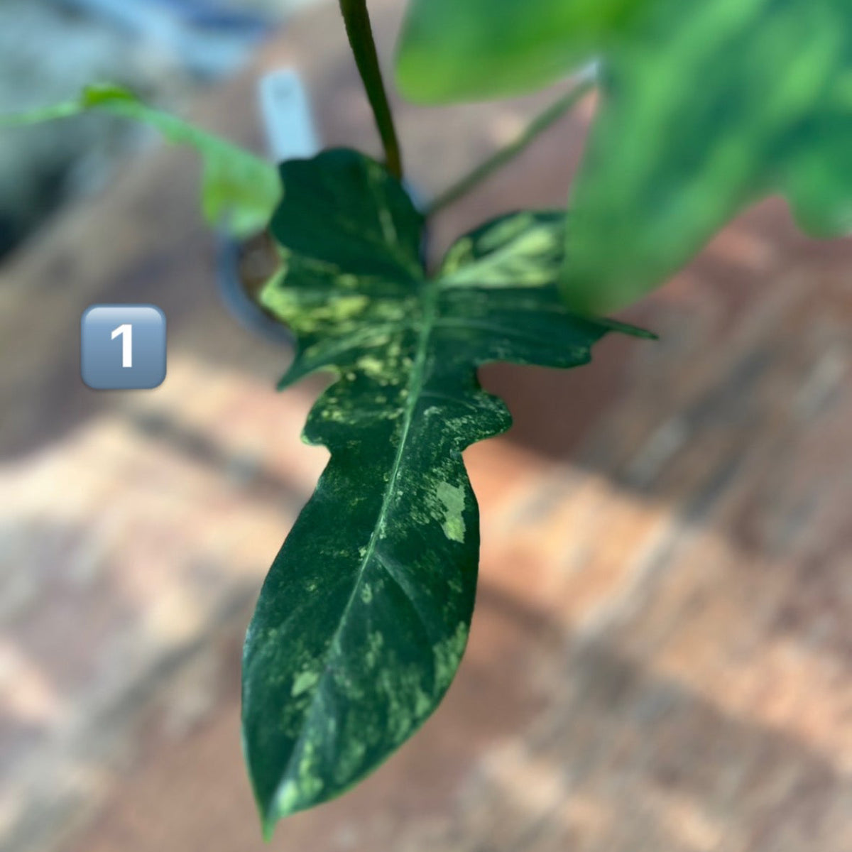 【希少/コレクション】フィロデンドロン 'キティナ'（フロリダビューティー✖️マヨイ）