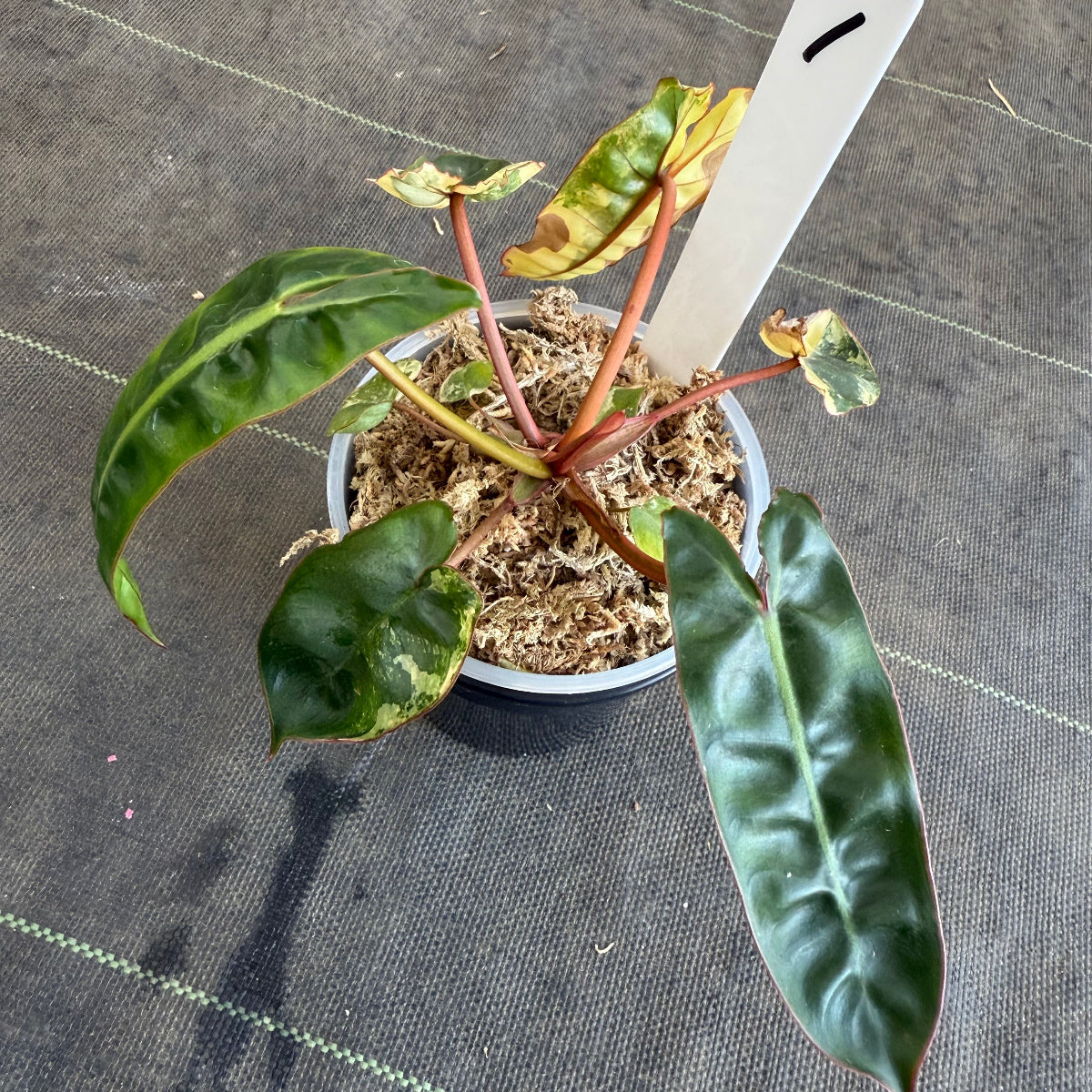 【再入荷】フィロデンドロン・ビレッティア 斑入り 3.5号サイズ