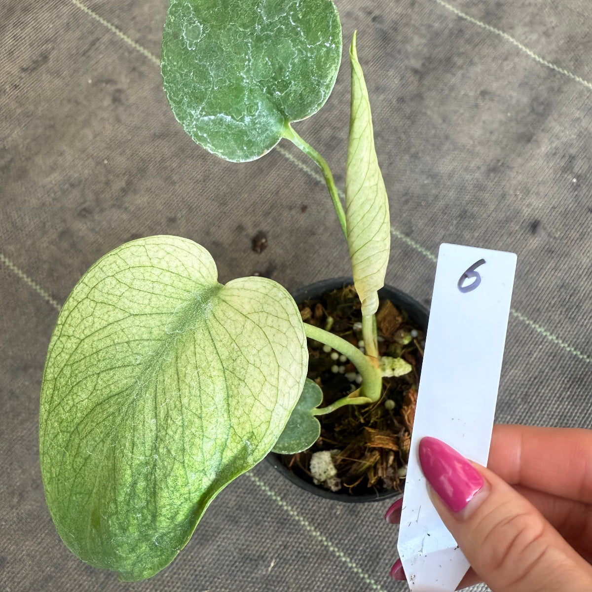 スペシャルセール【選抜】モンステラ　デリシオーサ 'ホワイトモンスター' 3.5号