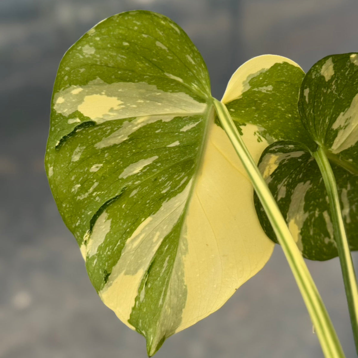 【タイナーセリー直売】モンステラ  デリシオーサ　'メデューサ'トップカット【送料着払い】【161】